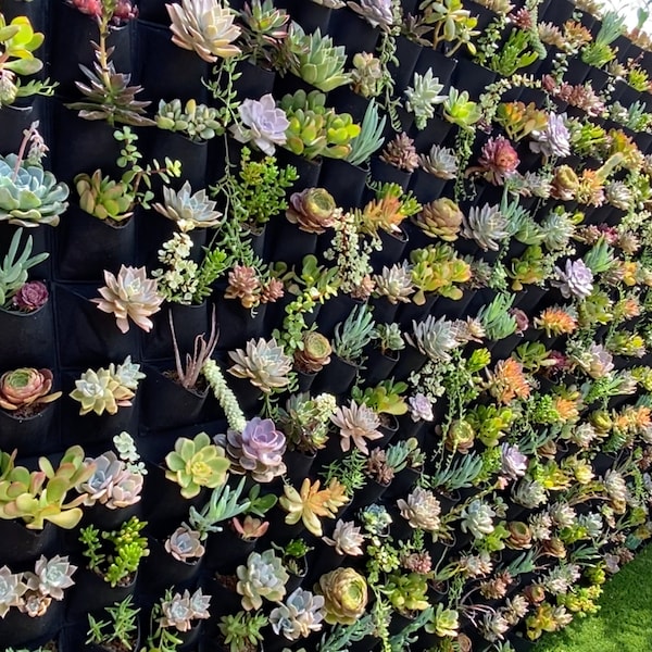 Succulent Wall Planter with Pockets made out of felt fabric
