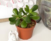 Jade Plant also known as Money Plant or Lucky Plant