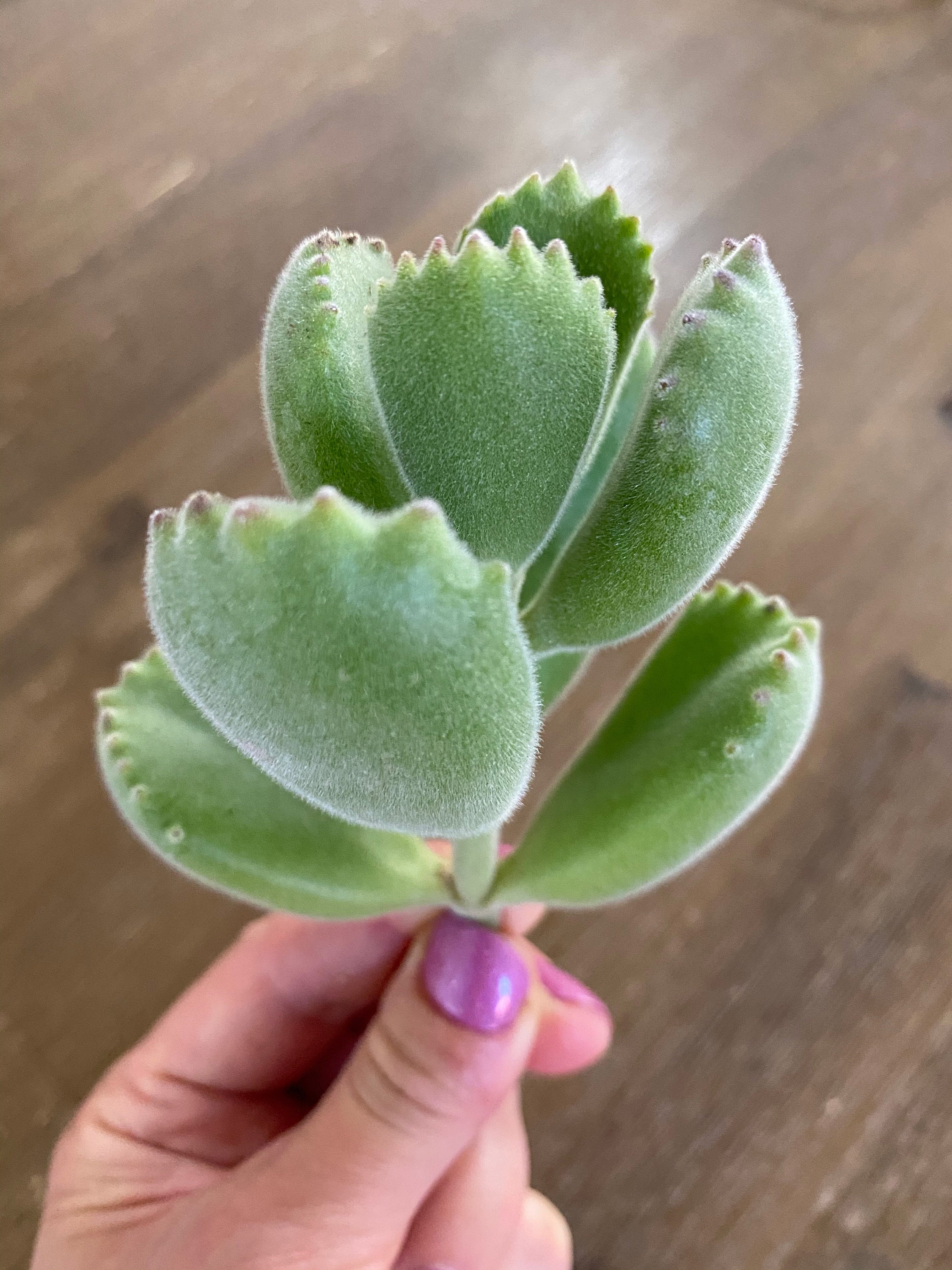 baby bear paw succulent