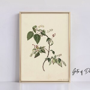 Vintage Botanical Illustration: Antique Leaf Branch Art Print (Digital Download)
