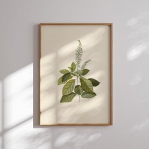 Vintage Botanical Print: Green Leaf Illustration (Digital Download)