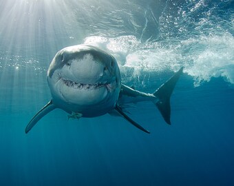 Photograph of Shark Wall Art-