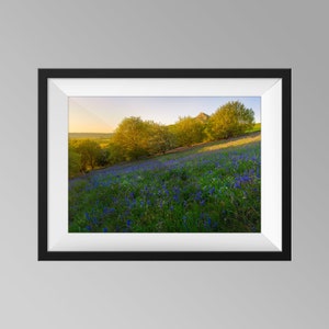 Spring Bluebells at Roseberry Topping during Golden Hour Sunset Print, North York Moors Landscape Photography Wall Art