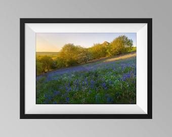 Spring Bluebells at Roseberry Topping during Golden Hour Sunset Print, North York Moors Landscape Photography Wall Art