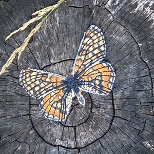 May include: A brown and black butterfly with orange markings is displayed on a dark grey tree stump. The butterfly is centred in the image and is the main focus.