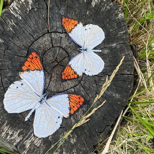 Large realistic embroidered patch butterfly Hebomoia Glaucippe Great Orange Tipfor decorating clothes, bags, rooms, hairstyles.