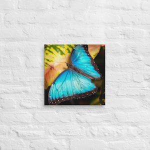 Druck, Leinwanddruck, Blauer Schmetterling Foto Wand Kunst, Natur Fotografie Dekor, Haus Büro, 14x14