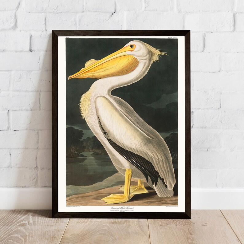 Framed American White Pelican Print Wall Art Decor Framed Etsy