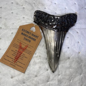 Handmade metal shark teeth 1/4” thick stainless steel. Many different varieties