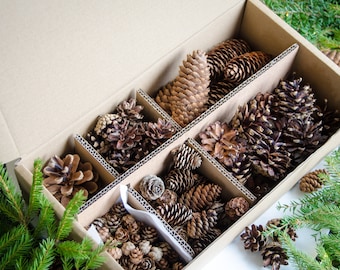 Pine cone mix craft supplies | Various size pine cones for decorations, wreaths, bouquets | ForestFamilyShop