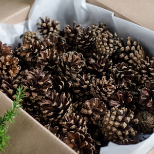 Medium pine cones craft supplies | 240 medium pine cones for decorations, wreaths, bouquets | ForestFamilyShop SALE