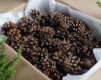 Knutselbenodigdheden middelgrote dennenappels | 50 of 120 middelgrote dennenappels voor decoraties, kransen, boeketten | UITVERKOOP | ForestFamilyShop