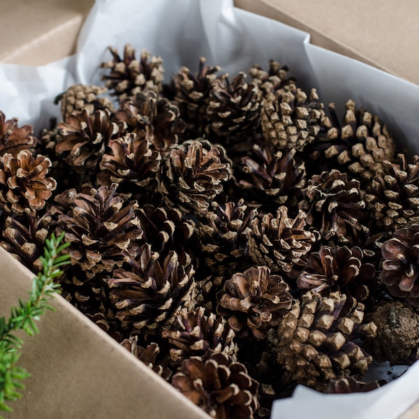 Medium pine cones craft supplies | 60 medium pine cones for decorations, wreaths, bouquets | ForestFamilyShop