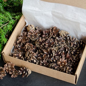 Small pine cones for craft supplies, 50 small pine cones for decorations, wreaths, bouquets | ForestFamilyShop