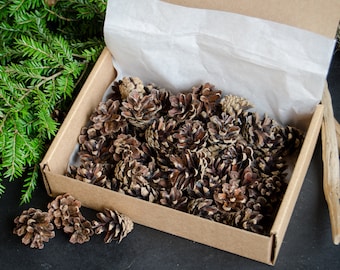 Small pine cones for craft supplies, 50 small pine cones for decorations, wreaths, bouquets | ForestFamilyShop