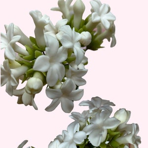 Edible handmade Stephanotis or Madagascar jasmine Vine /gumpaste/ Fondant/ Birthday Wedding Cake decoration/sugar flower