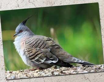 Crested Pigeon photo greeting card