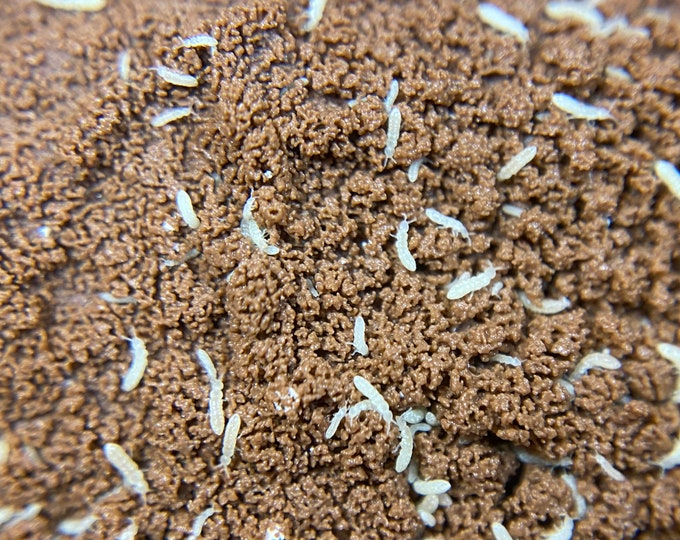 Springtail Cultures