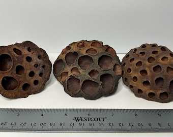 1pc Assorted Lotus Seed Pods