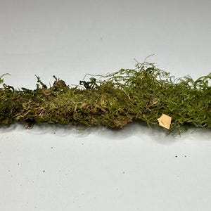 1pc Assorted Mossy Stick