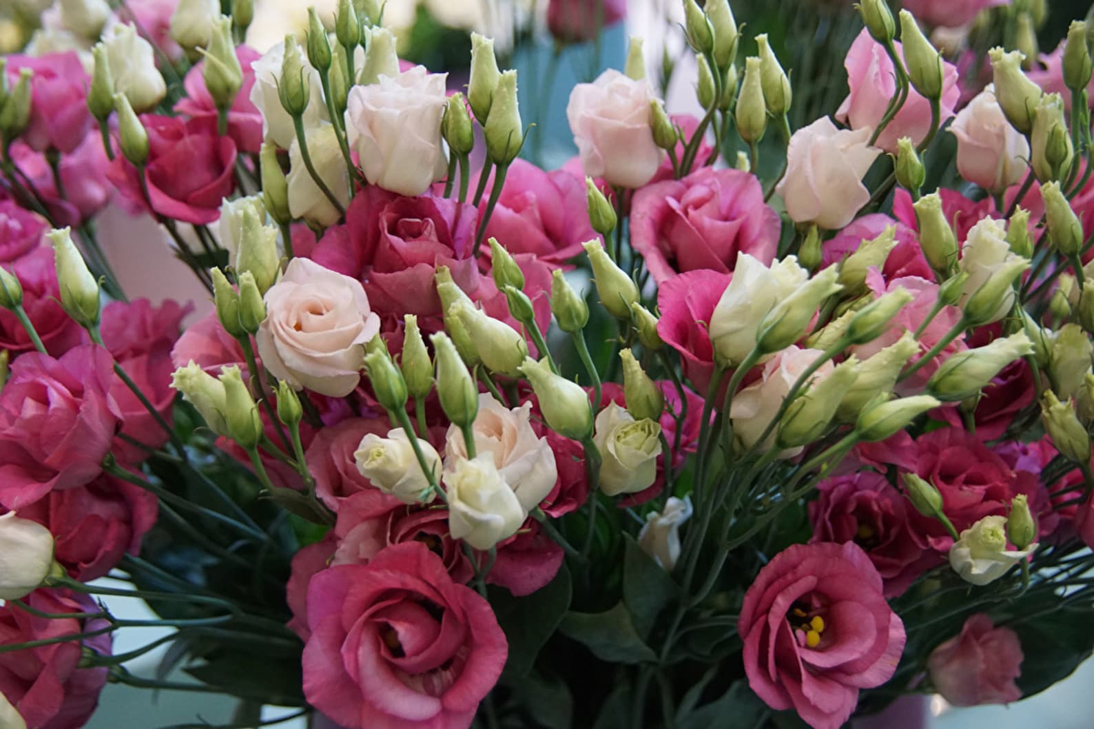 Samen EUSTOMA Lisianthus Rosie Grandiflorum Rosa Blumensamen Etsy