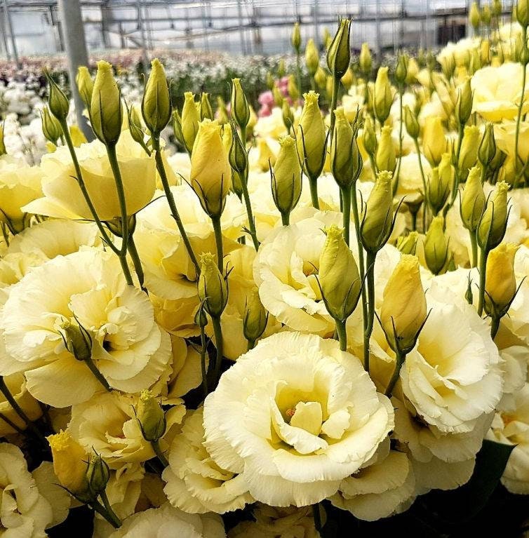 Seeds EUSTOMA Lisianthus grandiflorum Yellow Flower seeds