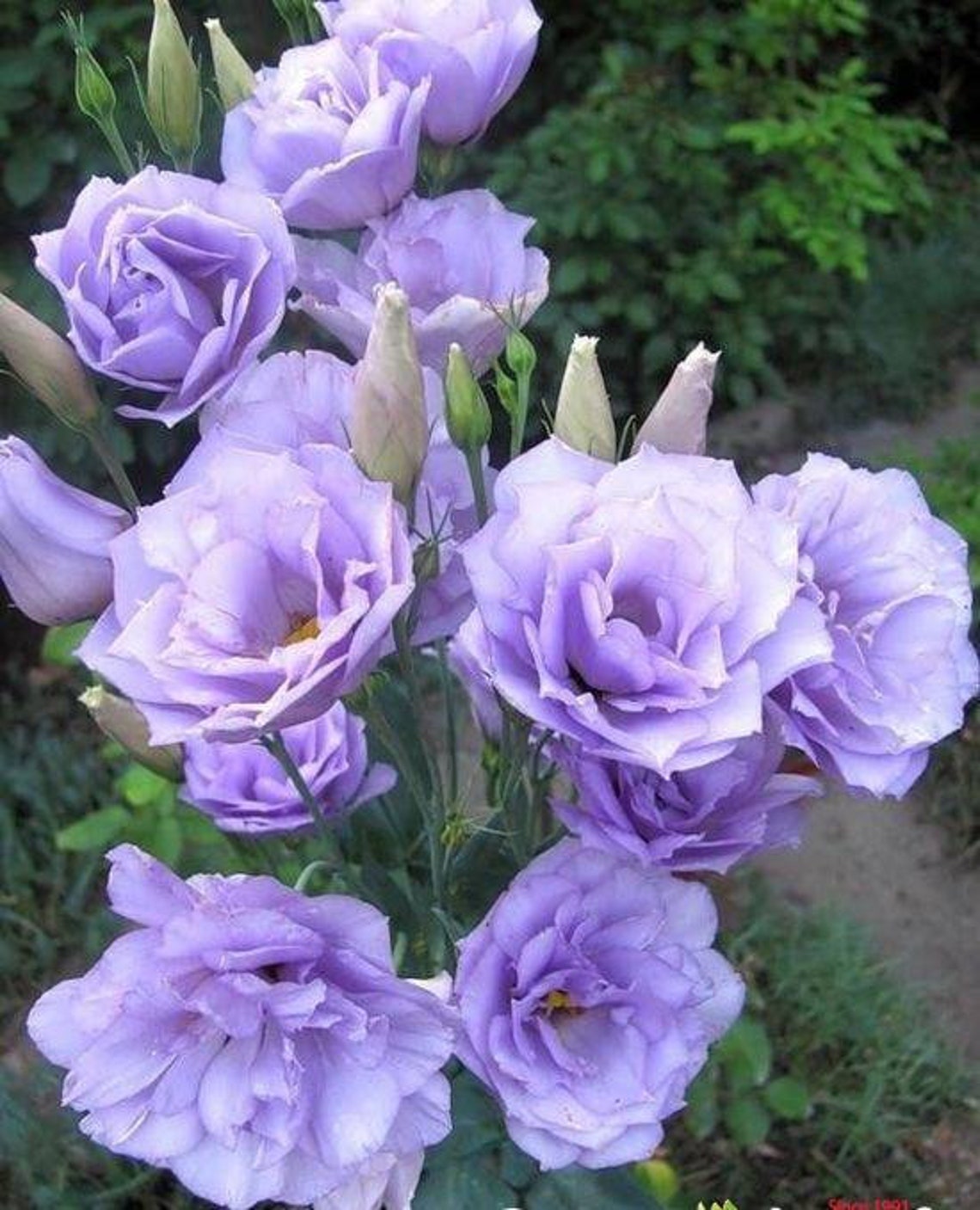 50Pcs Eustoma Seeds. ABC MISTY BLUE F1 grandiflorum