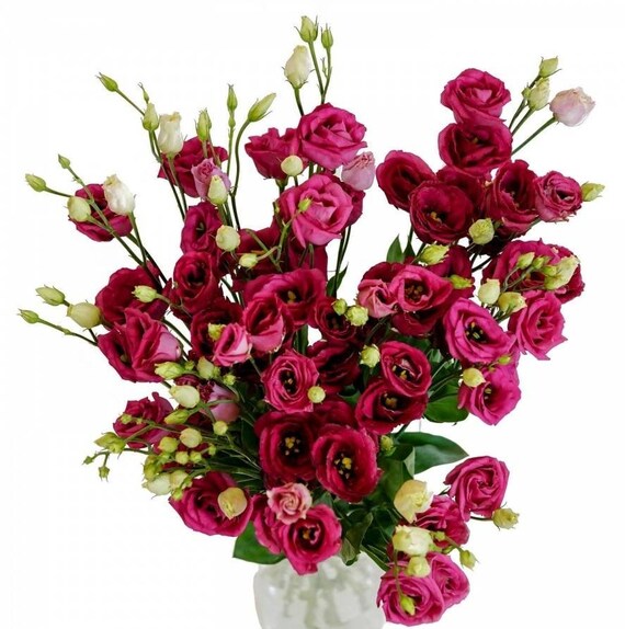 5 Samen EUSTOMA PICOTI PINK F1 Lisianthus grandiflorum Pink Etsy