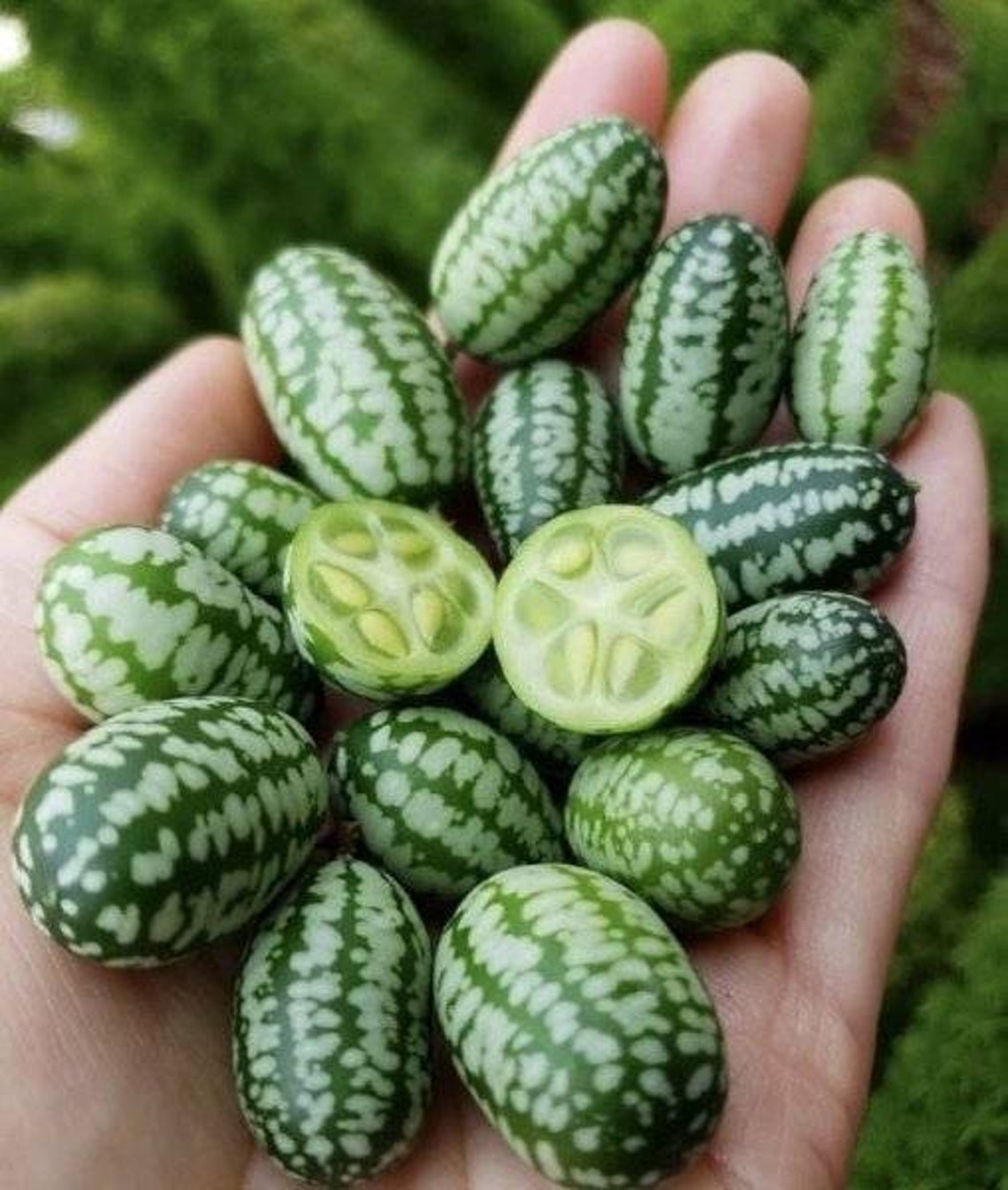 Curly Cucumber Secret. African cucumber seeds. Mix unique | Etsy