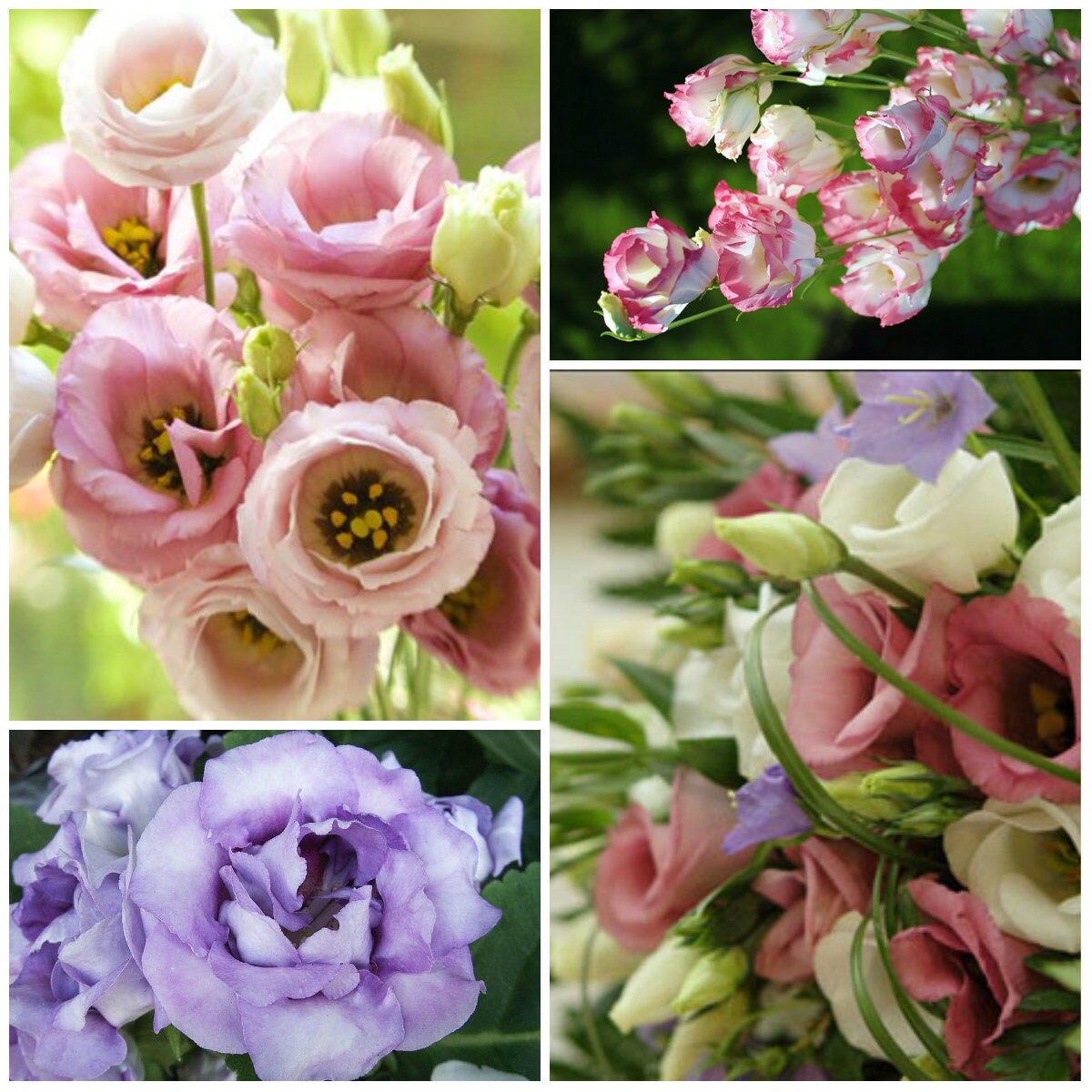 Seeds EUSTOMA Lisianthus grandiflorum Pink Flower seeds Etsy