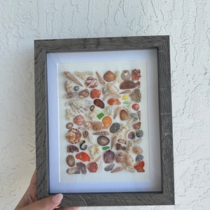 May include: A framed artwork featuring a collection of seashells of various shapes, sizes, and colors, arranged in a grid pattern on a white background.