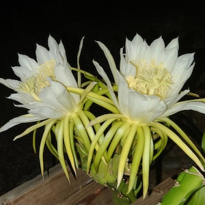 Rare Varieties - Dragon Fruit Cutting