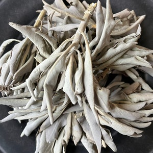 Dried White Sage | Dried Flowers | Dried Herbs | Kosher Herbs | Craft Supplies | Herbs for Tea | 1/2 Oz | Witchcraft