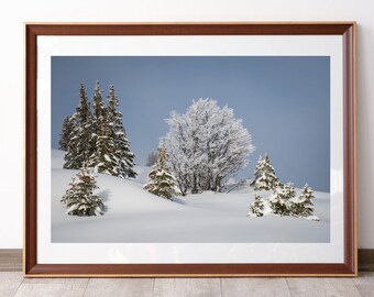 Snow-covered trees in the mist, Bauges massif