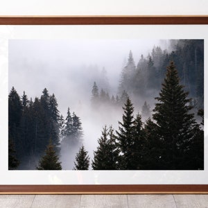 Bauges forest in the mist