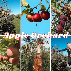 May include: A collage of images showing a red apple orchard with people picking apples. The text "Apple Orchard" is in the centre of the collage.