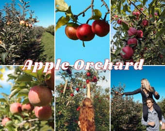 Apple Orchard by Planned Presets (buitenfilter, dag preset, appelpluk, appelboomgaard, rode en blauwe preset)