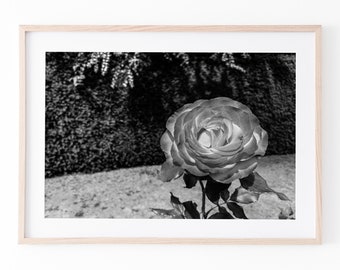 Christchurch, NZ Botanical Garden Rose | Black and White Photograph