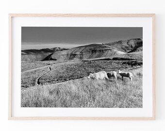 New Zealand Sheep Print | Black and White Photography
