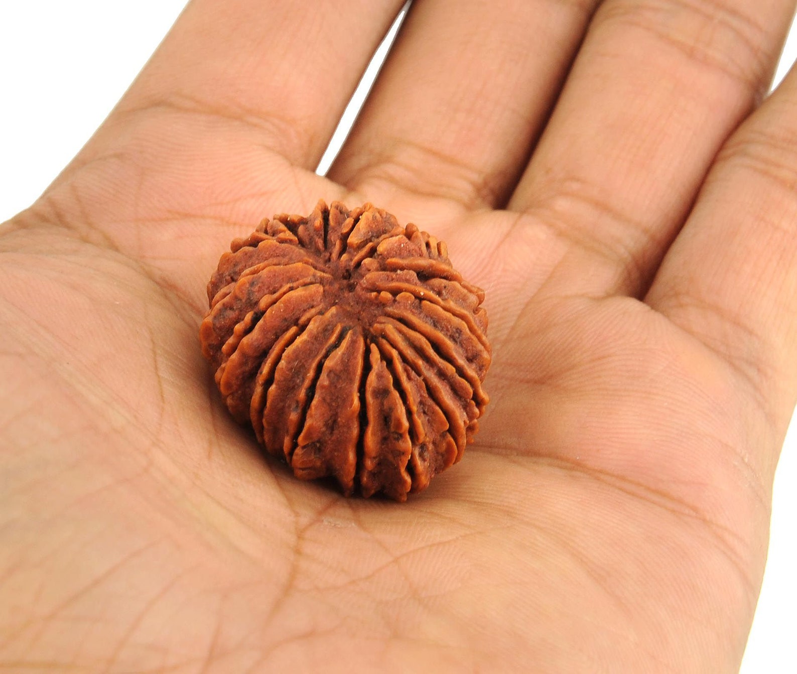 15 Mukhi Natural Rudraksha Bead Energized Collector Size Lab Etsy