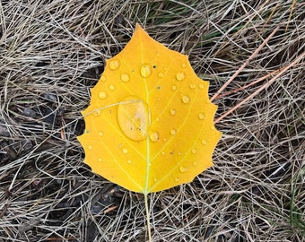 Aspen Leaf