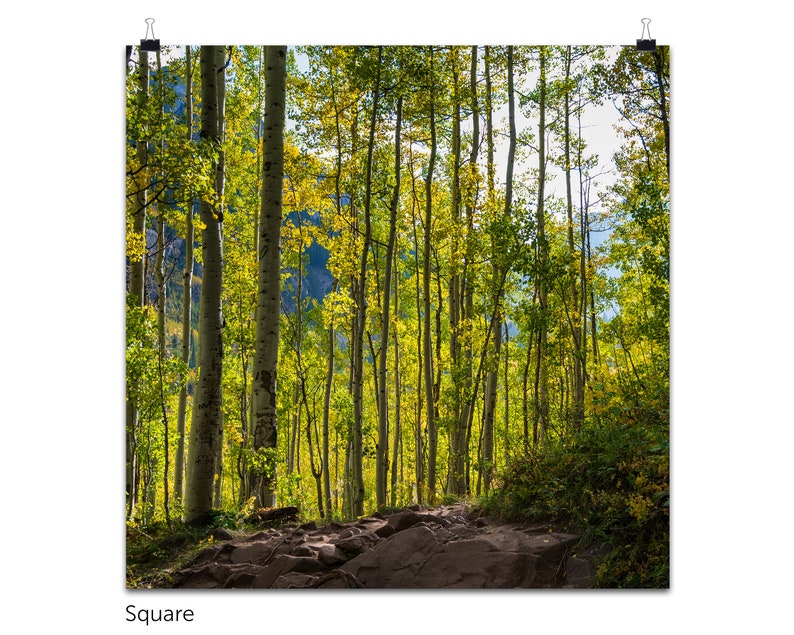 Trail Through the Aspens