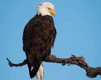 Perched Bald Eagle