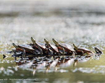 Stacked Turtles