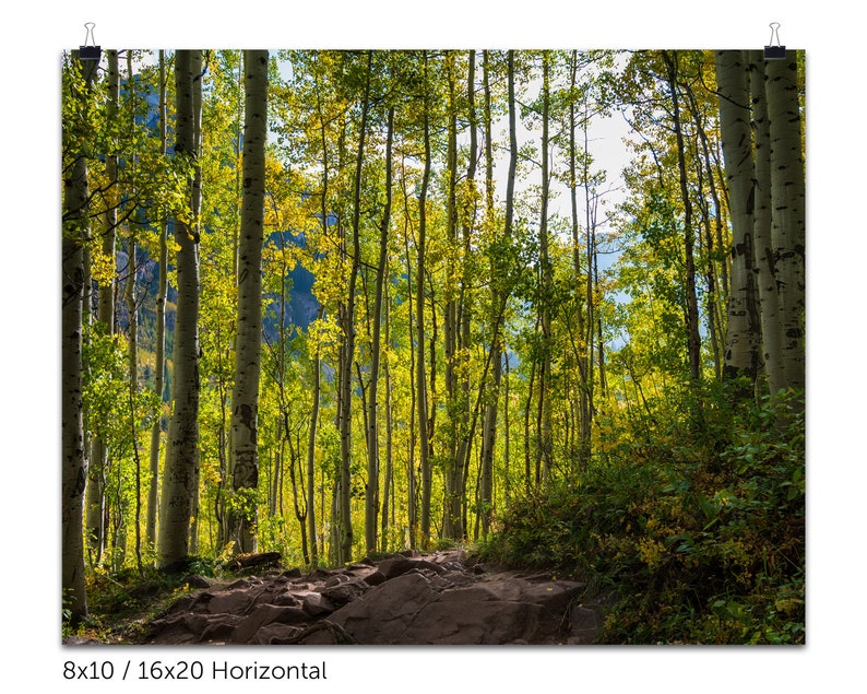 Trail Through the Aspens