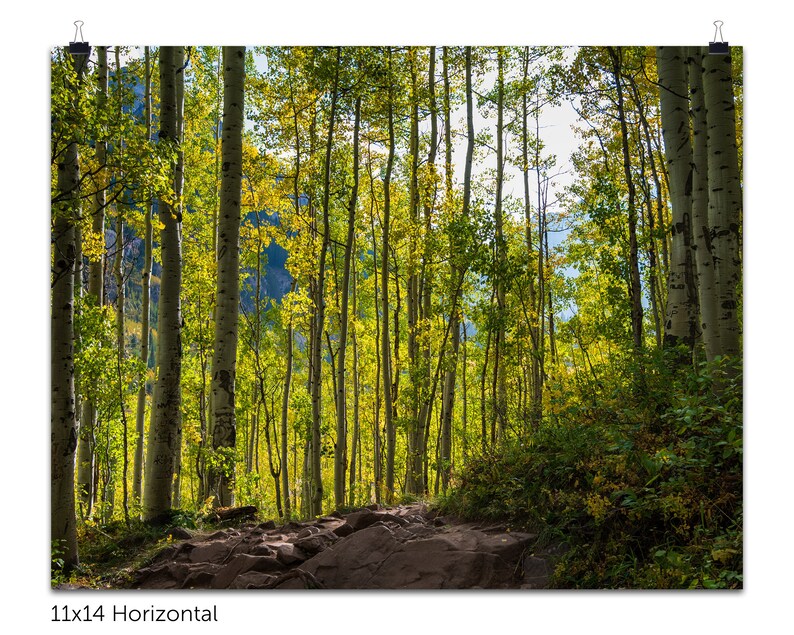 Trail Through the Aspens
