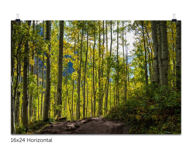 Trail Through the Aspens