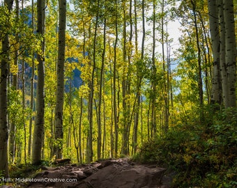 Trail Through the Aspens