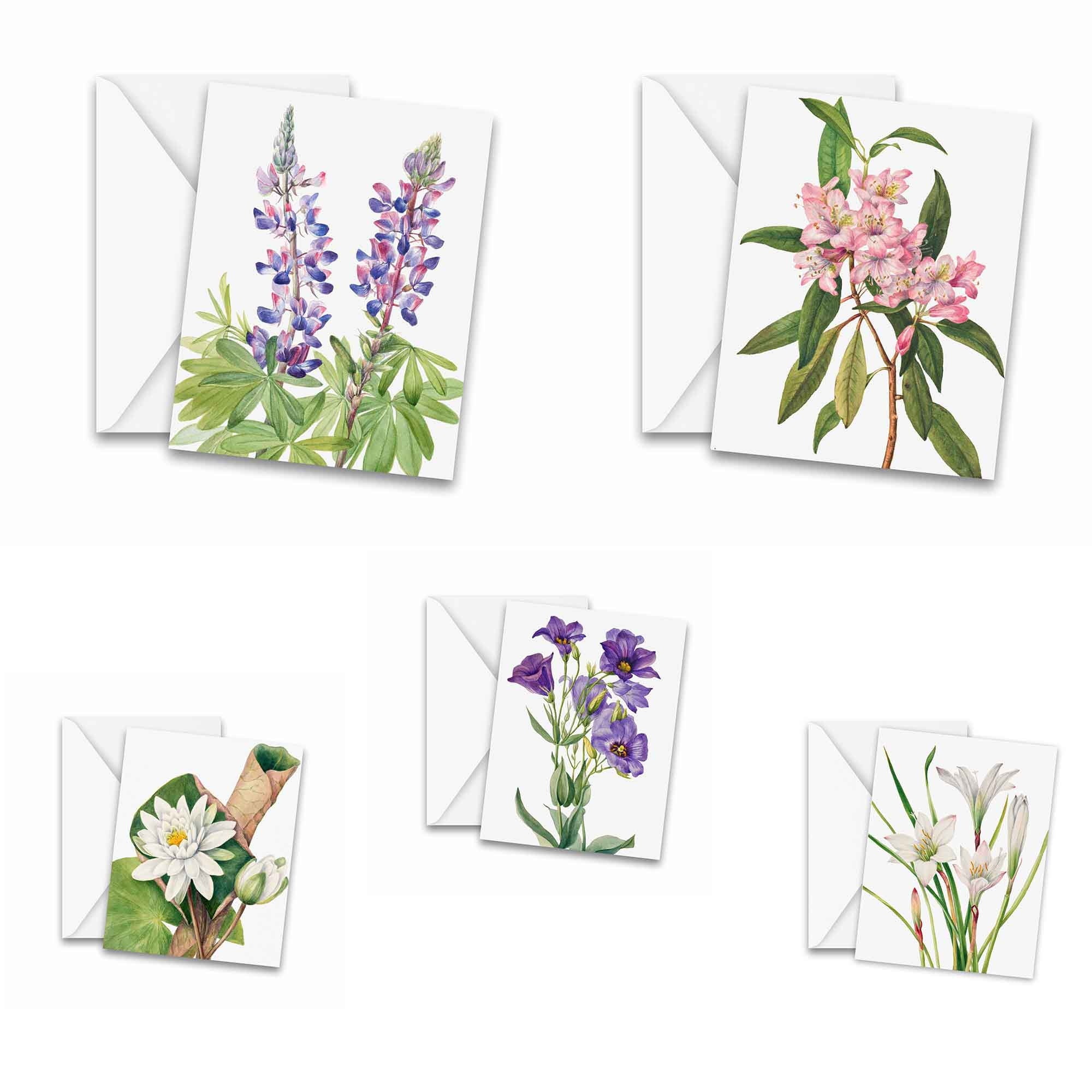 Assorted Vintage Botanical Greeting Cards Set of 25 - Stationery ...