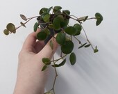 String of coins